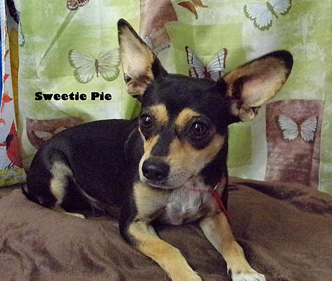Sweetie Pie